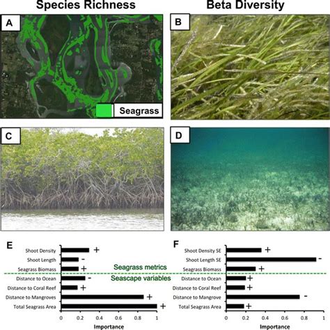 Species Richness In Seagrass Meadows Of Moreton Bay Australia Is Download Scientific Diagram