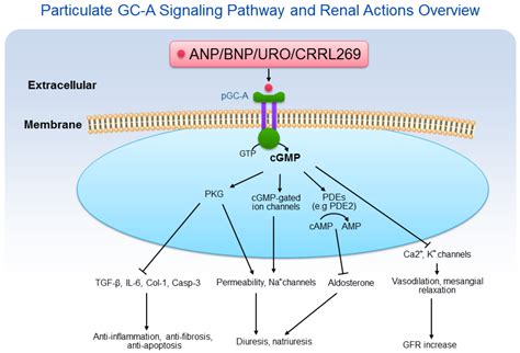 Cgmp Signaling Pathway