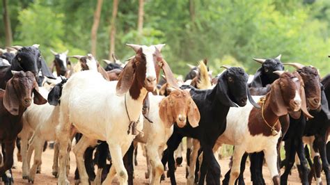 Harga Kambing Qurban Jogja Wordpress Site