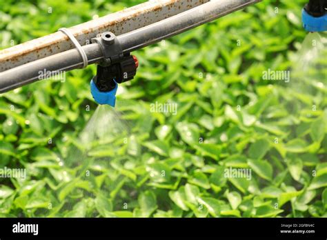 Watering System In Greenhouse At Lorena Mullens Blog