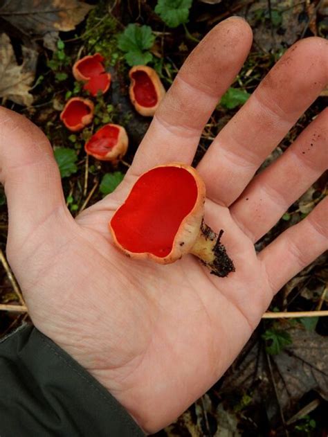 Czarka szkarłatna austriacka SKAZANI NA OUTDOOR MARCIN PEMPERA