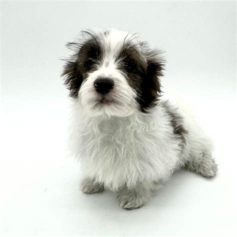 Information on Havanese/Yorkie Puppies for Sale in Washington