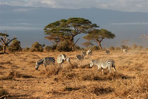 African Savanna Safari - Pets Lovers