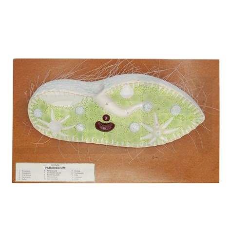 Paramecium Model – Scientific Supply House