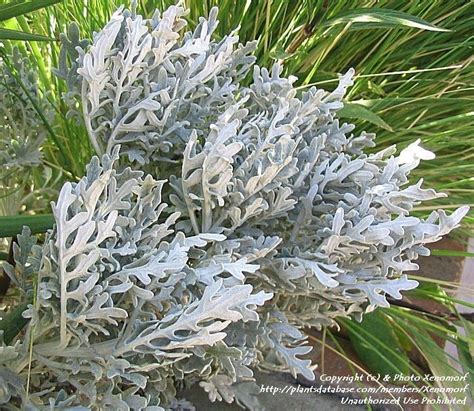 Plantfiles Pictures Artemisia Beach Sage Beach Wormwood Dusty