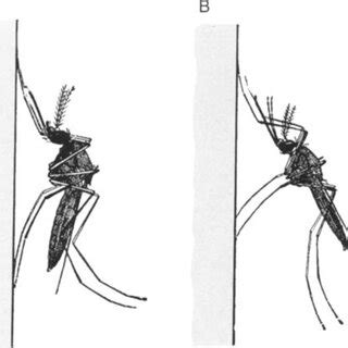 External Anatomy Of Mosquito Larvae Dorsal View With Anal Segment