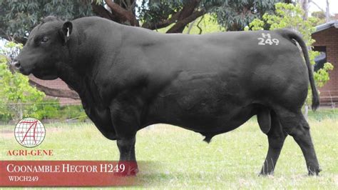 Taimate Angus Bull Sale Catalogue 2023 By Taimateangus Issuu