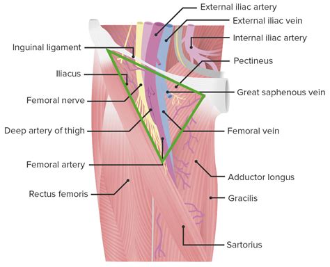 Regi O Femoral E H Rnias Anatomia Lecturio Medical