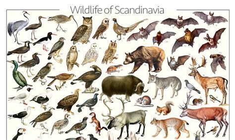 Scandinavian Wildlife (poster) - Gone71° N