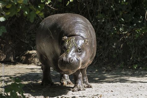 beautiful wild animals in safari Stock Photo | Adobe Stock