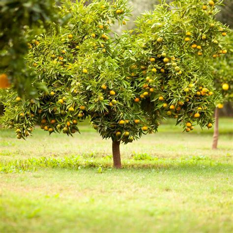 10 Best Types of Fruit Trees to Grow in Your Backyard | Family Handyman