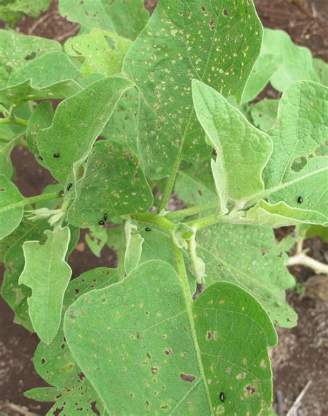 Eggplant Flea Beetle 247