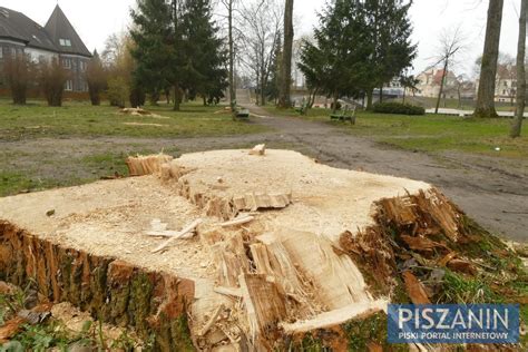 Trwa Wycinka Topoli Koszmarny Widok Pozostanie Na Sezon Fakty I