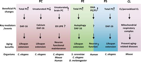 Phospholipid In Cell Membrane