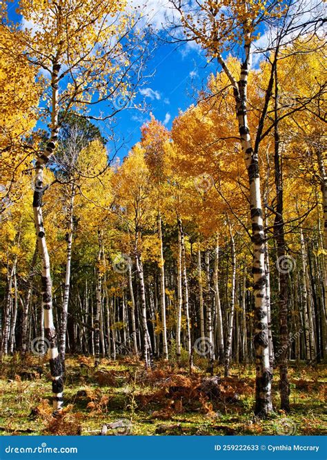 Autumn Aspens In Coconino National Forest Stock Image Image Of