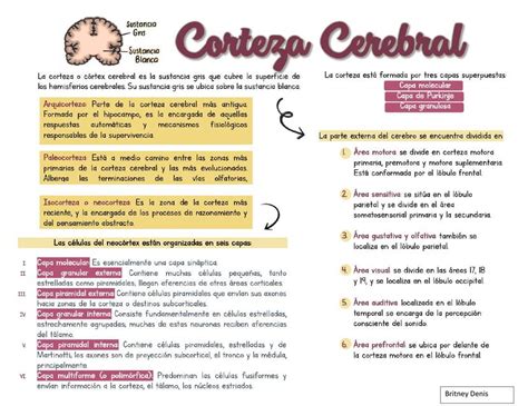 Corteza Cerebral Udocz