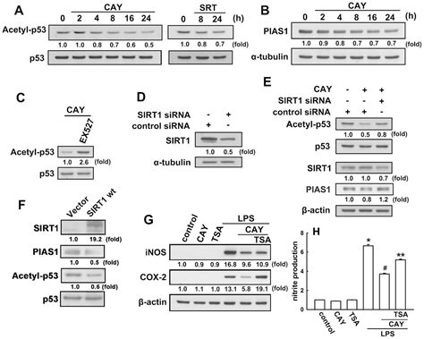 Sirt Activation By Minocycline On Regulation Of Microglial