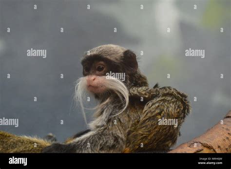 Emperor tamarin baby Stock Photo - Alamy