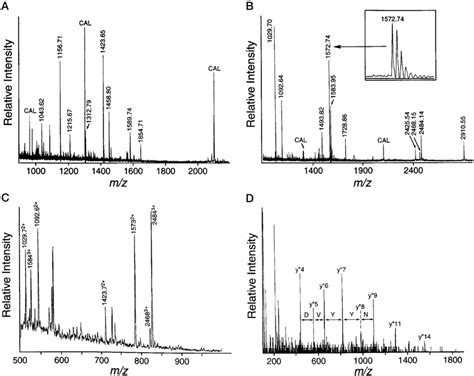 Mass Spectrometric Analyses The Tryptic Digest Mixture Was Passed Over Download Scientific