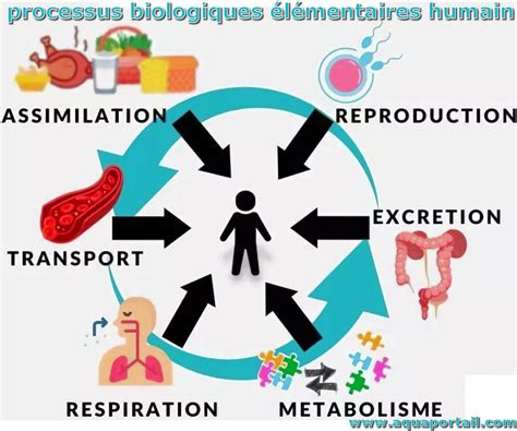 Processus Biologique D Finition Et Explications