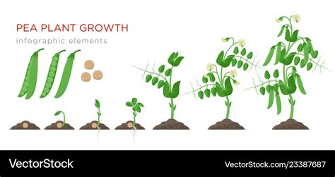 Pea Plant Growth Stages Infographic Elements In Vector Image