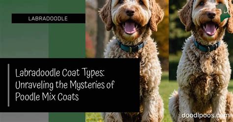 Labradoodle Coat Types Unraveling The Mysteries Of Poodle Mix Coats