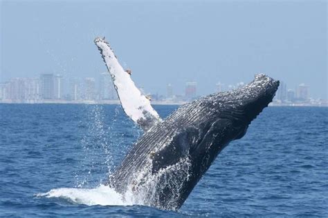 Las Ballenas Jorobadas Una Especie Que Necesita Ser Protegida