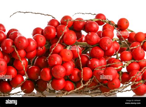 Corozo High Resolution Stock Photography and Images - Alamy