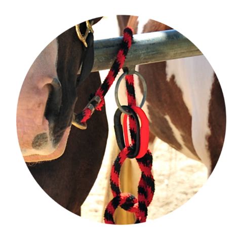 Safety Tie The Safest Way To Tether A Horse