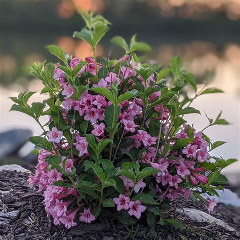 Sonic Bloom® Pure Pink Weigela Plant Addicts