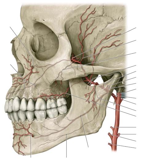 Maxillary Artery Diagram Quizlet