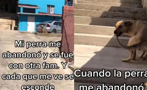 Perrita abandonó a su familia por otra y así reaccionó al ver antiguos