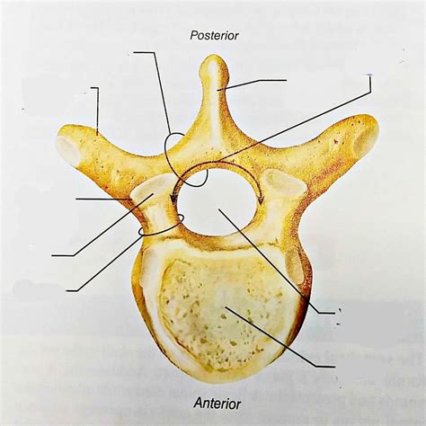 Structure Of A Typical Vertebra Diagram Quizlet