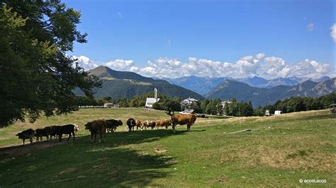 Passeggiata Al Pian Delle Betulle Escursioni In Valsassina