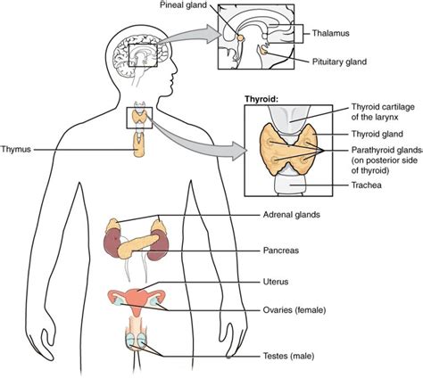 Basic Anatomy Physiology Of The Endocrine System Medical