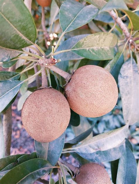 Chico Manilkara Zapota Sapota Sapodilla Fruto De Sapoche Sapotille