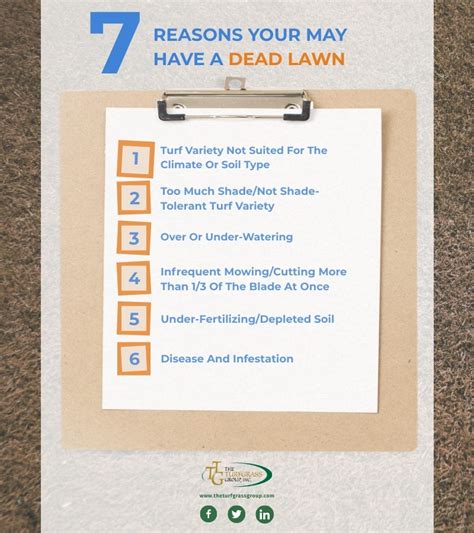 How To Revive Dead Grass And A Dead Lawn Step By Step