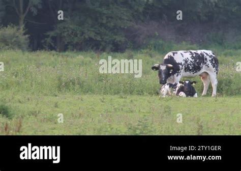 Mother Licking Calf Stock Videos Footage Hd And K Video Clips Alamy