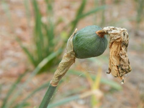 Daffodil Seeds In The Making Daffodils Animals Seeds