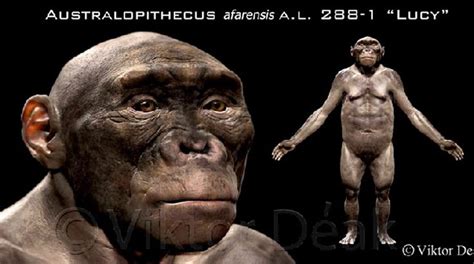 Australopithecus Afarensis Al Lucy Reconstruction By Viktor