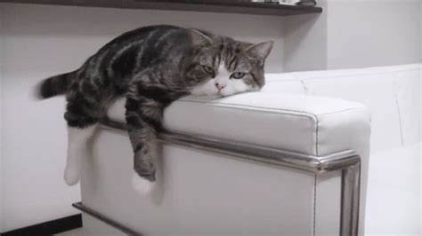 cat on sofa funny cat gif | WiffleGif