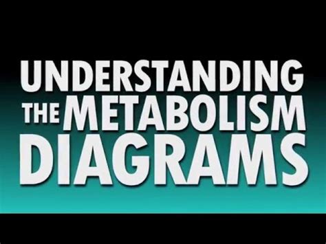 Understanding the Metabolism Diagrams - YouTube