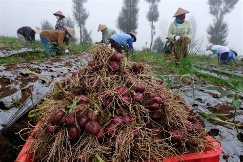 PANEN PERDANA BAWANG DI FOOD ESTATE ANTARA Foto