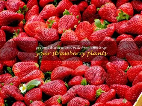 Tips For Keeping Your Strawberry Plants Healthy And Disease Free Shuncy