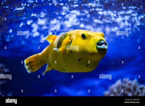 Yellow Golden Puffer Guineafowl Puffer Fish Underwater Stock Photo Alamy