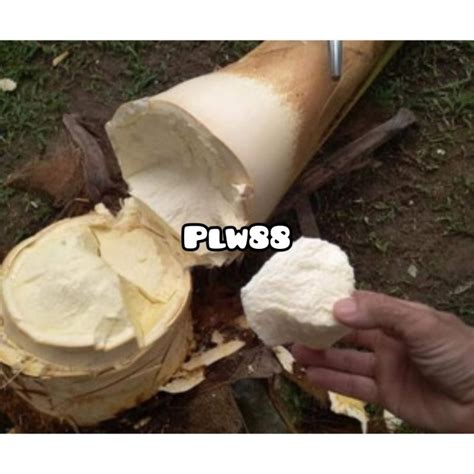 Jual Umbut Kelapa Sayur Umbut Kelapa Segar 1 Kg Shopee Indonesia