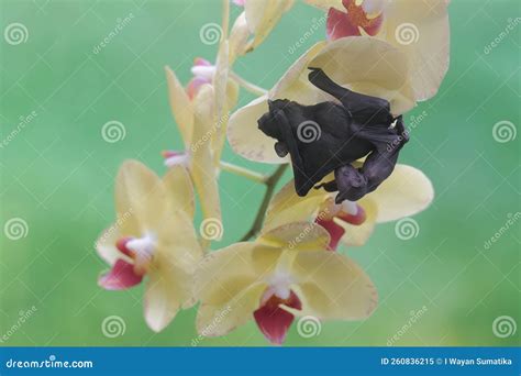 A Mother Short Nosed Fruit Bat is Resting while Holding Her Baby in a Wild Orchid Flower ...