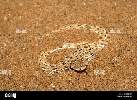 Peringueys Desert Adder Bitis Peringueyi Namib Desert Namibia Stock