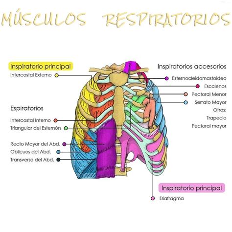 Pin De Alonso Moreno En Mios Anatomia Humana Musculos Anatomia Y