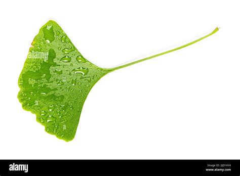 Green Leaves Of Ginkgo Biloba With Water Drops Or Dew Isolated On White